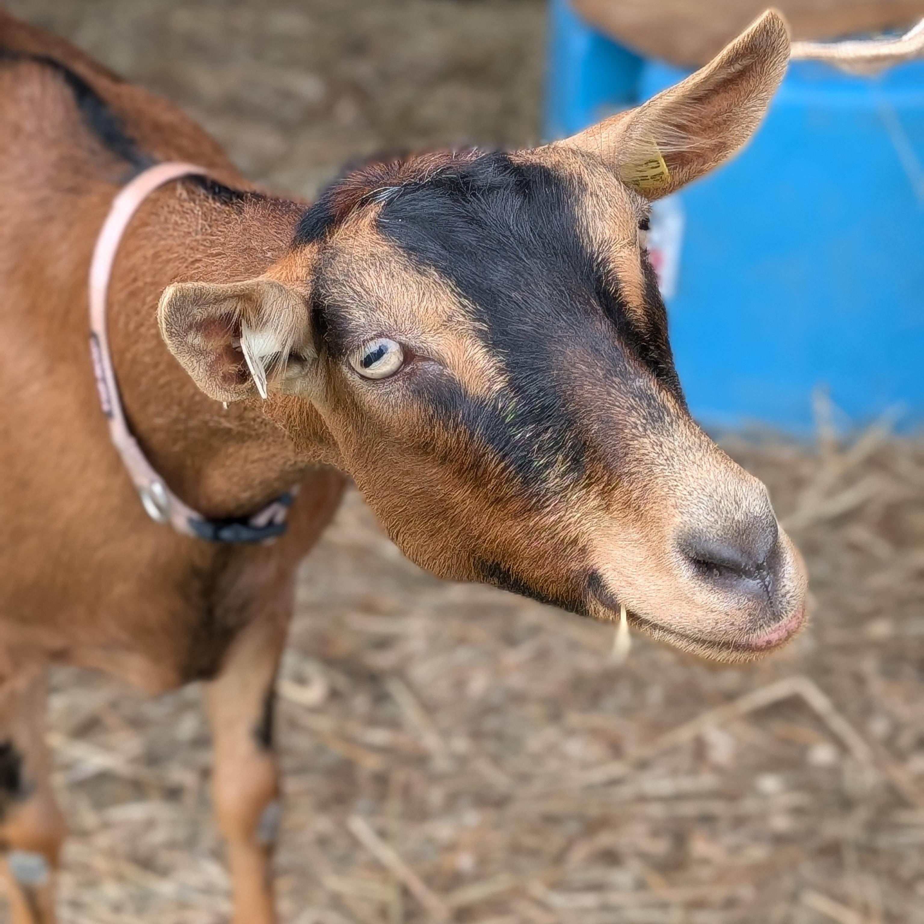 Lavinia, a ADOPTABLE mixed breed in Cooperstown, NY image 2/5