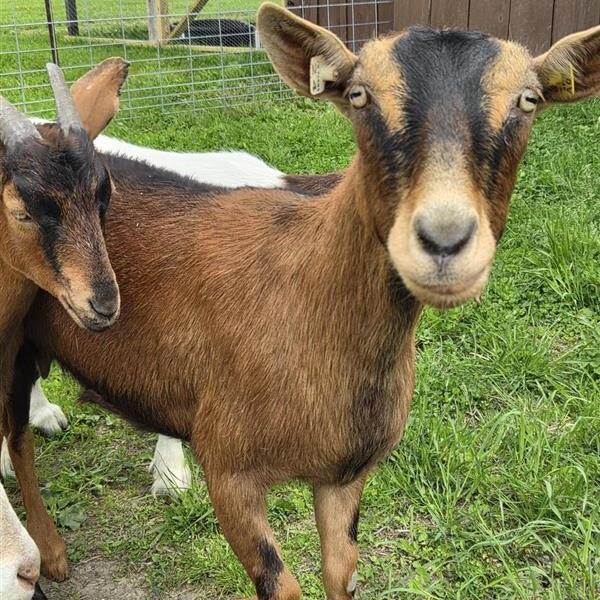 Lavinia, a ADOPTABLE mixed breed in Cooperstown, NY image 3/5