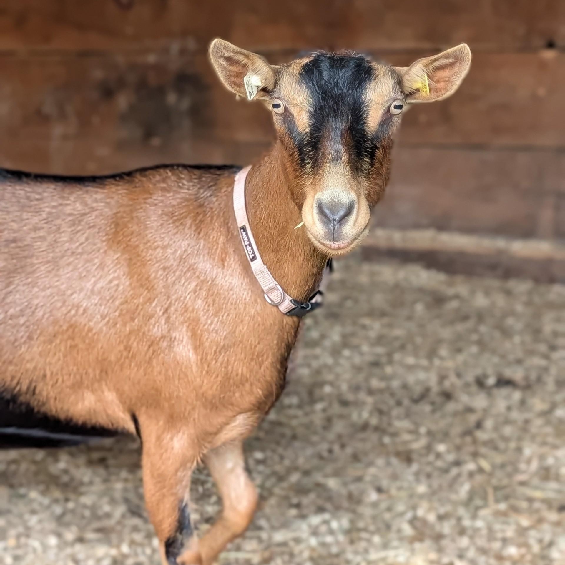 Lavinia, a ADOPTABLE mixed breed in Cooperstown, NY image 5/5