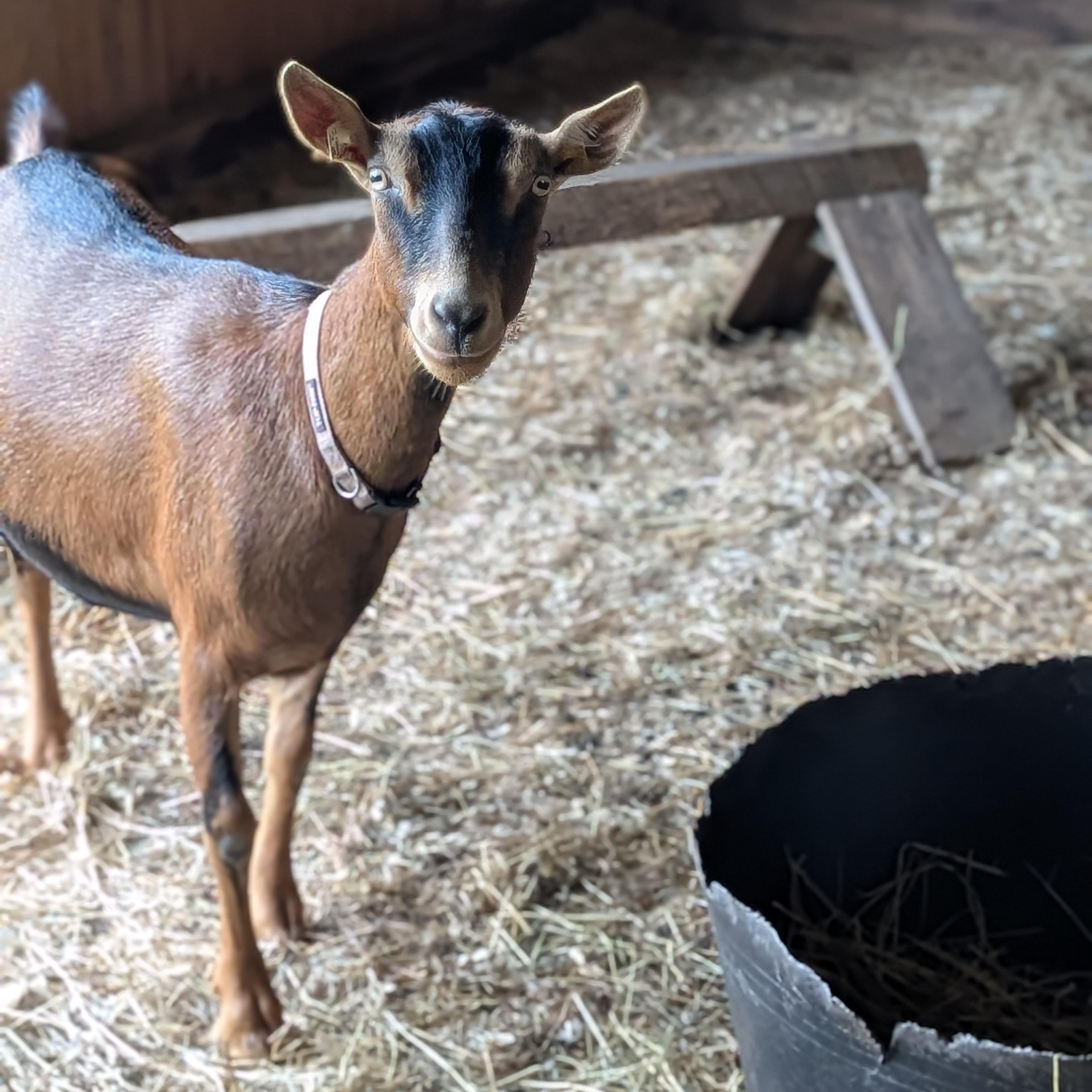 Lavinia, a ADOPTABLE mixed breed in Cooperstown, NY image 4/5