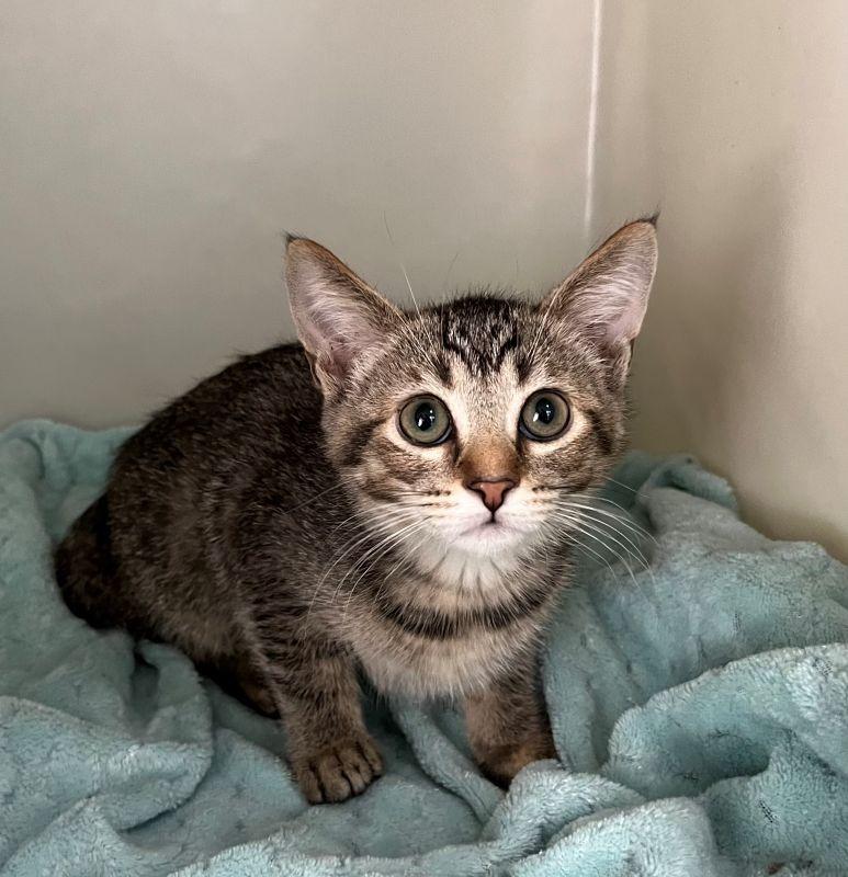 Miriam, Adopted, Kitten Female Domestic Short Hair.