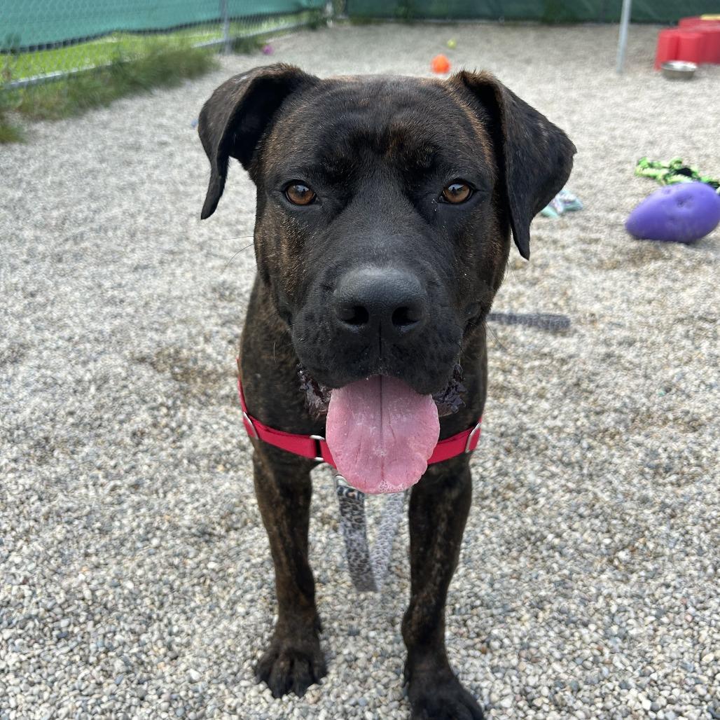 Fudge, Adoptable, Adult Male Mixed Breed.