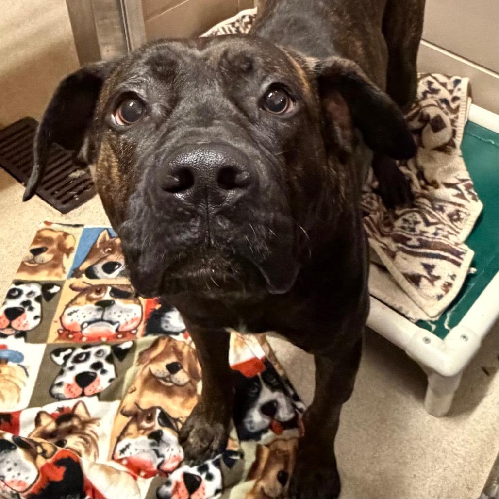 Fudge, a Adoptable Mixed Breed in Waukesha, WI image 2/4