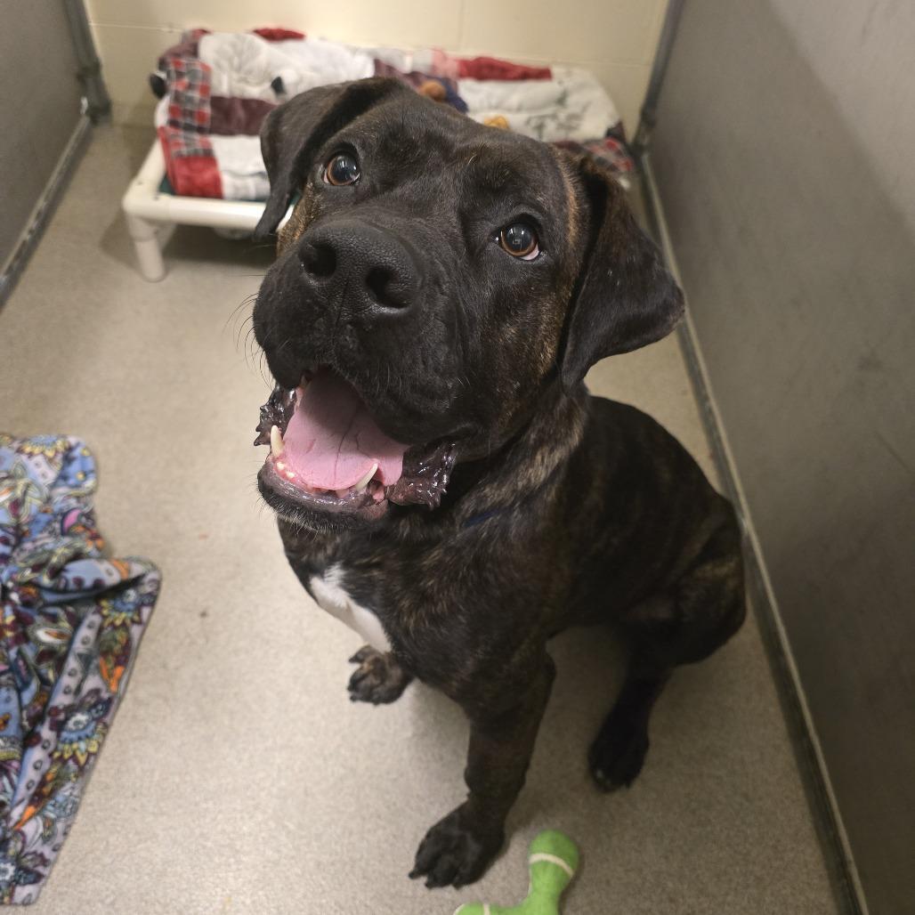 Fudge, a Adoptable Mixed Breed in Waukesha, WI image 3/4