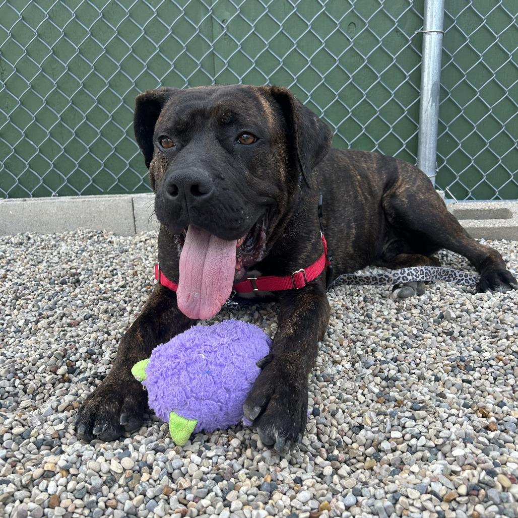 Fudge, a Adoptable Mixed Breed in Waukesha, WI image 4/4
