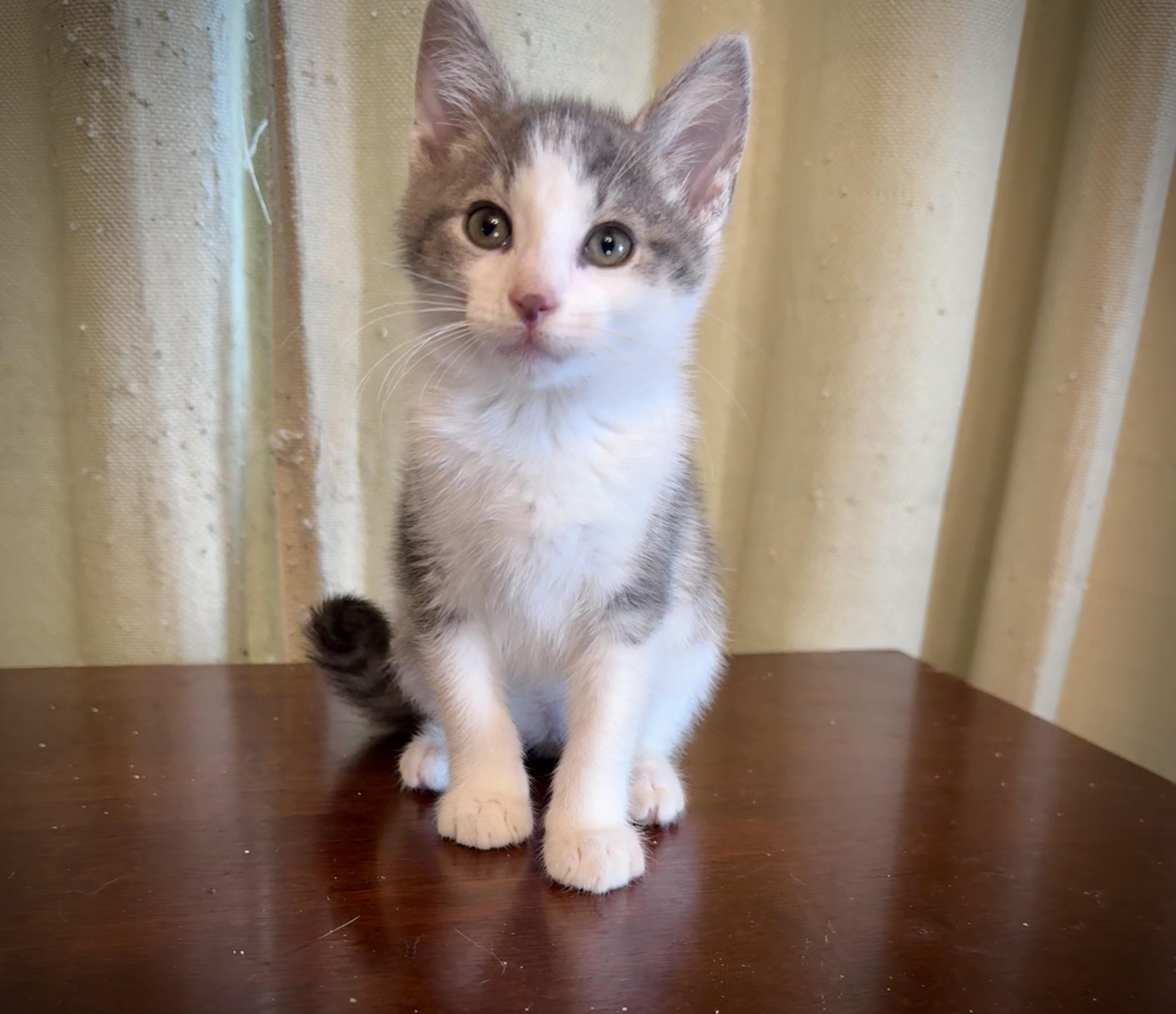 Enlarge The Wolfman, a ADOPTABLE Domestic Short Hair in Avoca, PA image 4/4