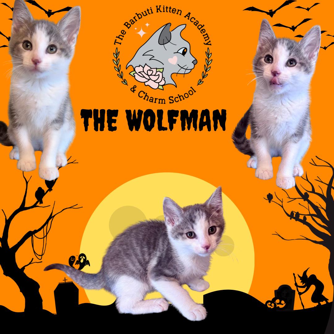 The Wolfman, ADOPTABLE, Kitten Male Domestic Short Hair.