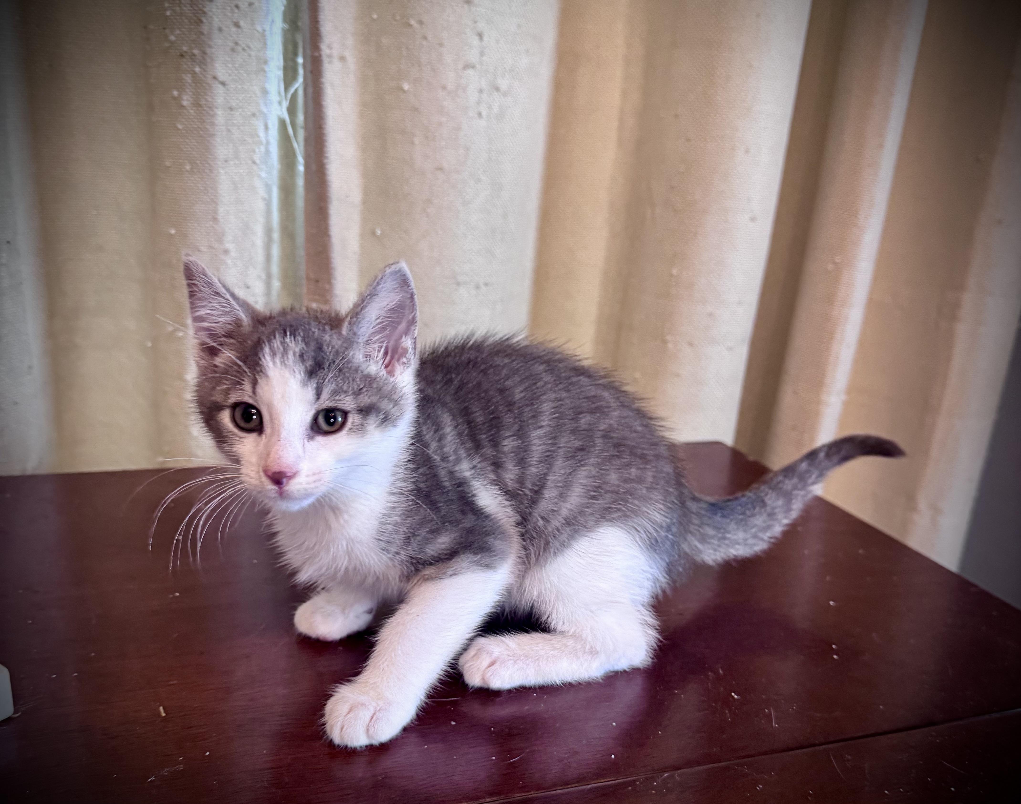Enlarge The Wolfman, a ADOPTABLE Domestic Short Hair in Avoca, PA image 3/4