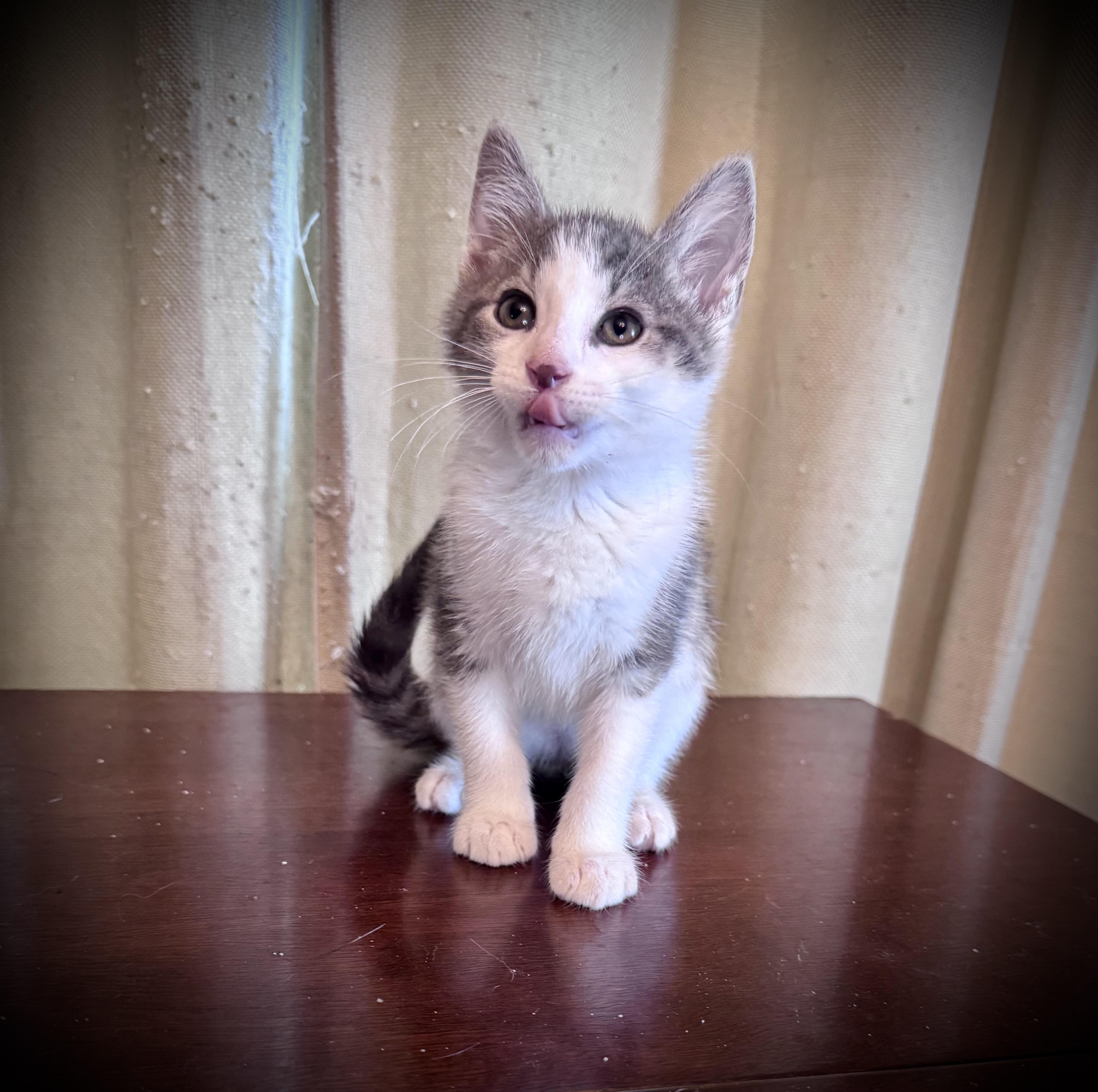 Enlarge The Wolfman, a ADOPTABLE Domestic Short Hair in Avoca, PA image 2/4