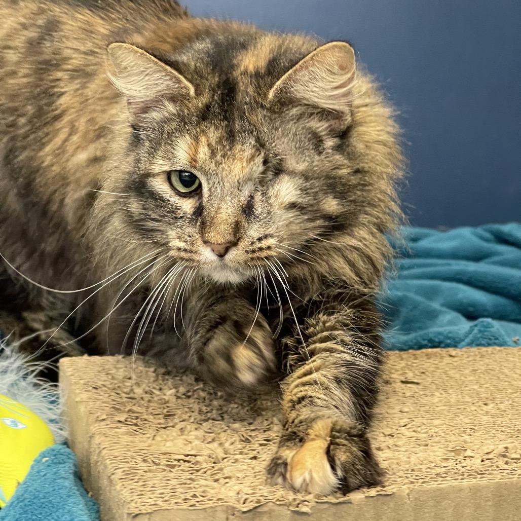 Roxie, Adoptable, Adult Female Domestic Medium Hair.