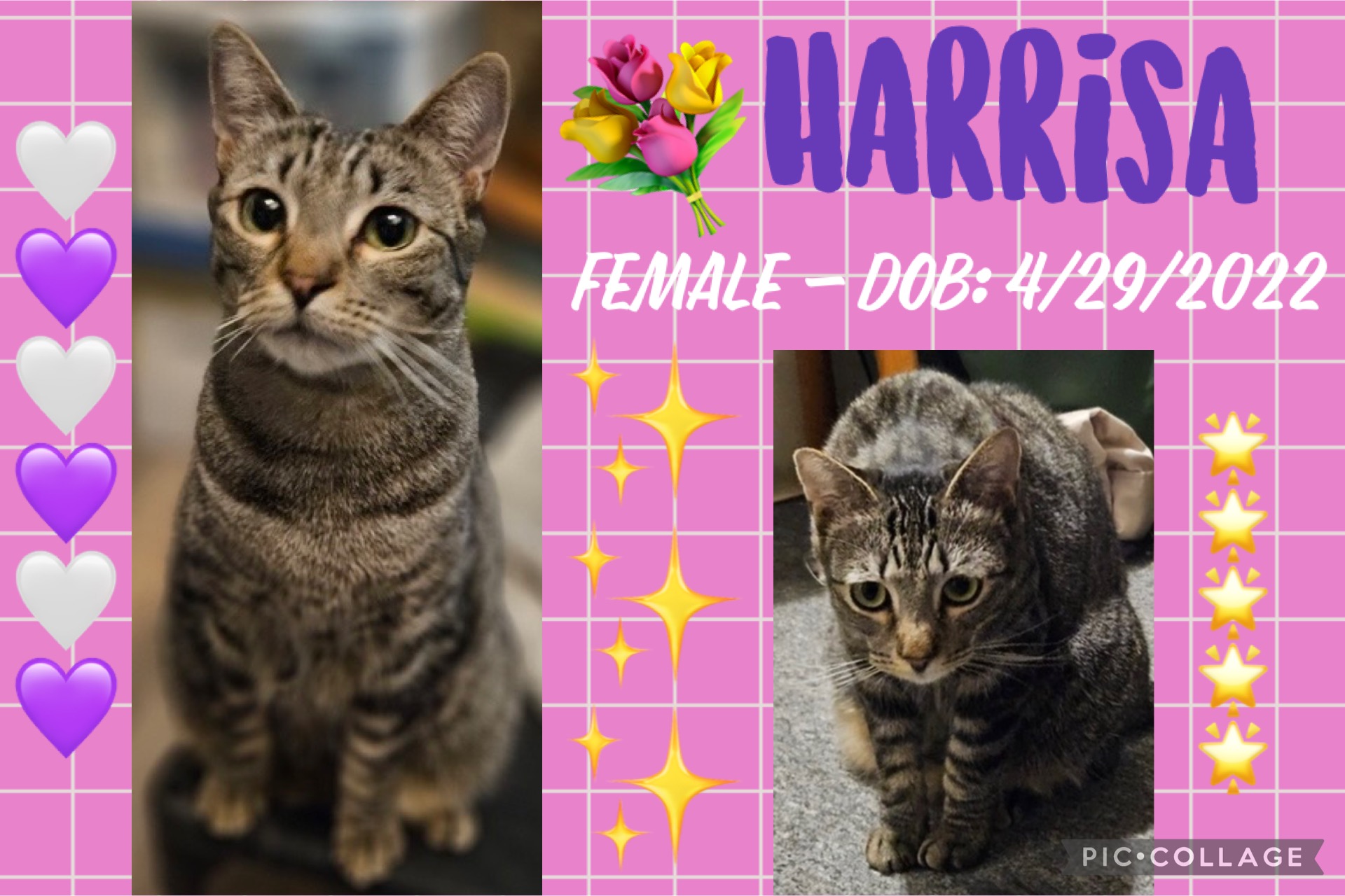 Enlarge Harrisa, a Adoptable mixed breed in Anchorage, AK image 1/1