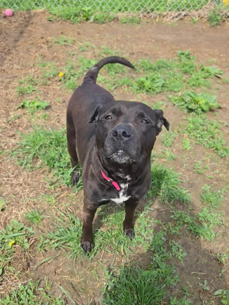Kira, a Adoptable Pit Bull Terrier in Marion, OH image 1/2