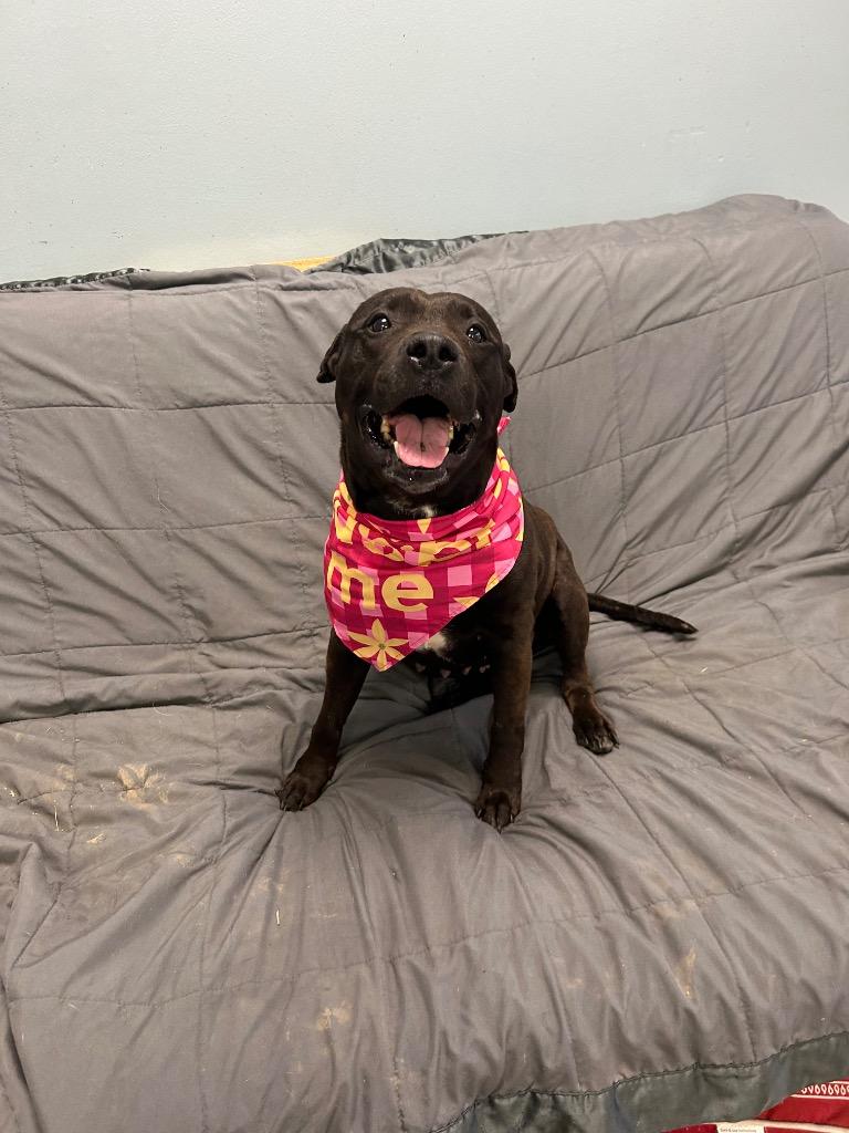 Kira, a Adoptable Pit Bull Terrier in Marion, OH image 2/2