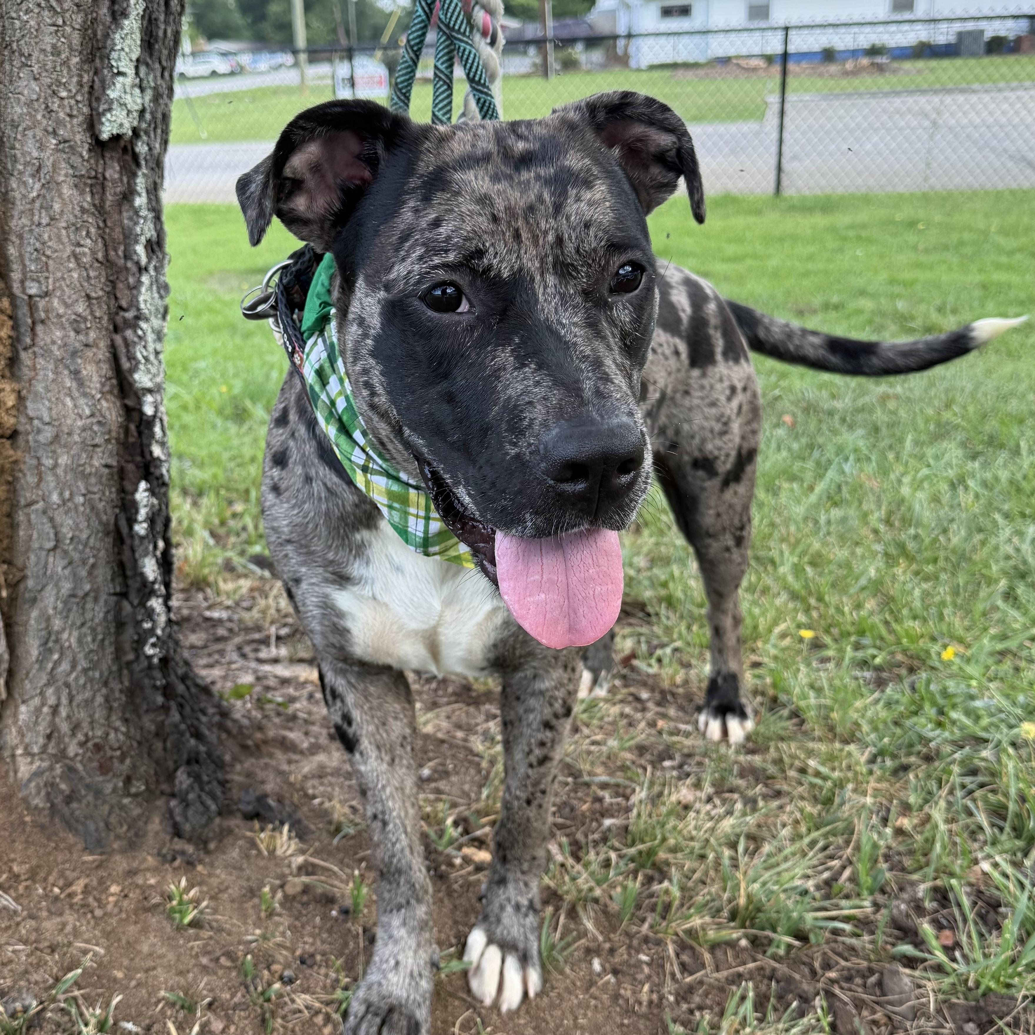 Enlarge Haven, a Adoptable mixed breed in New York, NY image 4/6
