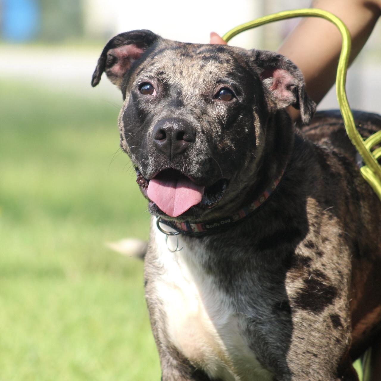 Enlarge Haven, a Adoptable mixed breed in New York, NY image 1/6