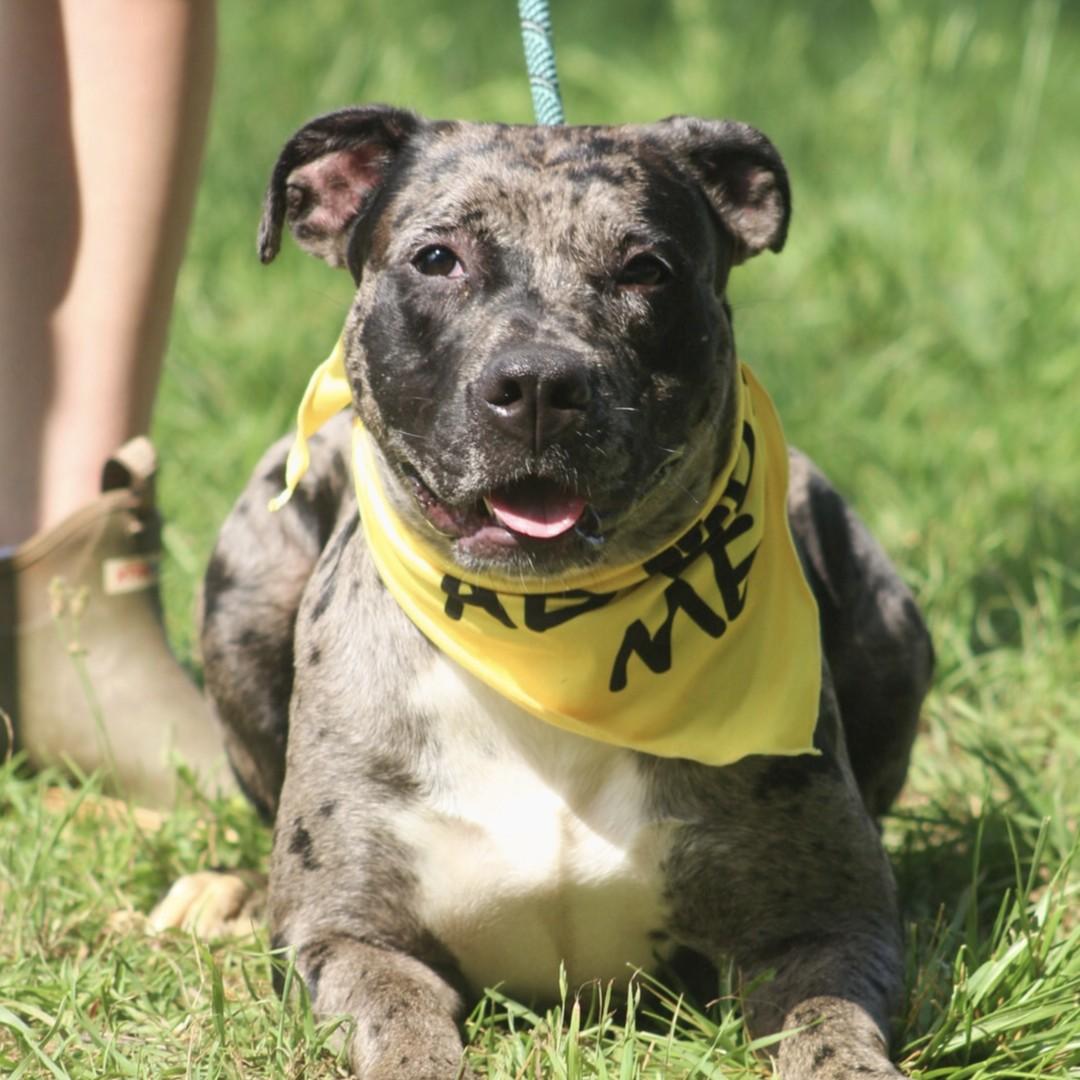 Enlarge Haven, a Adoptable mixed breed in New York, NY image 3/6