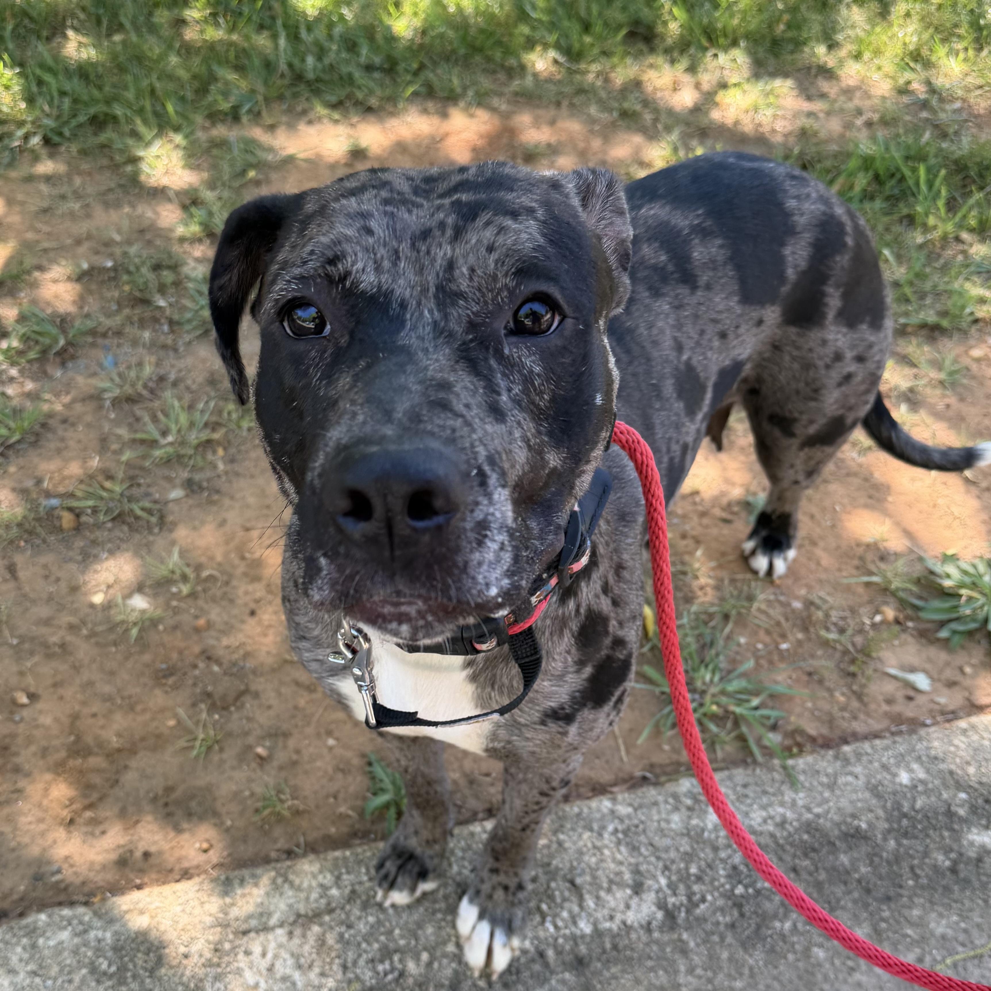Enlarge Haven, a Adoptable mixed breed in New York, NY image 2/6