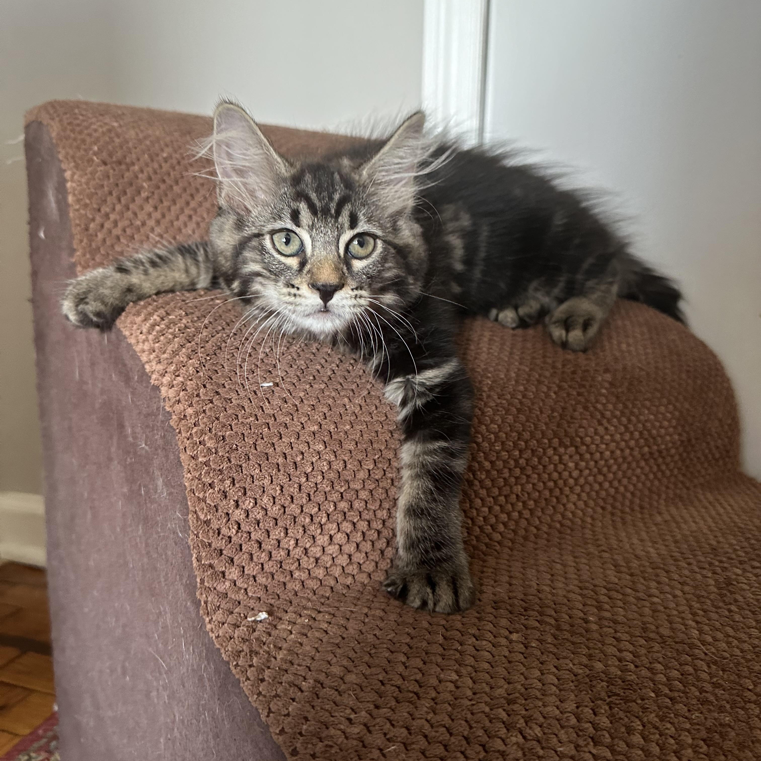 Enlarge Anfisa, a Adopted American Shorthair in Brooklyn, NY image 4/5