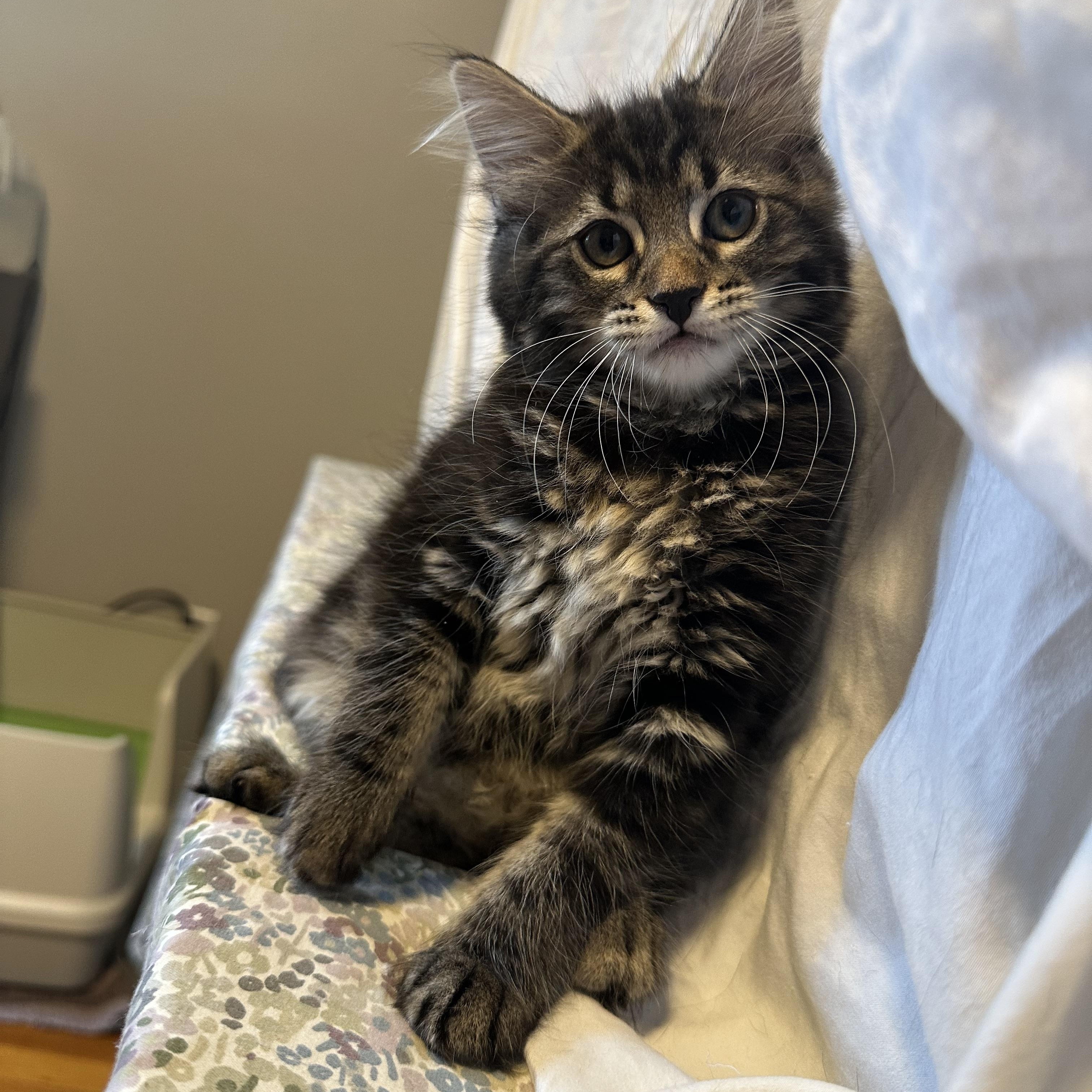 Enlarge Anfisa, a Adopted American Shorthair in Brooklyn, NY image 1/5