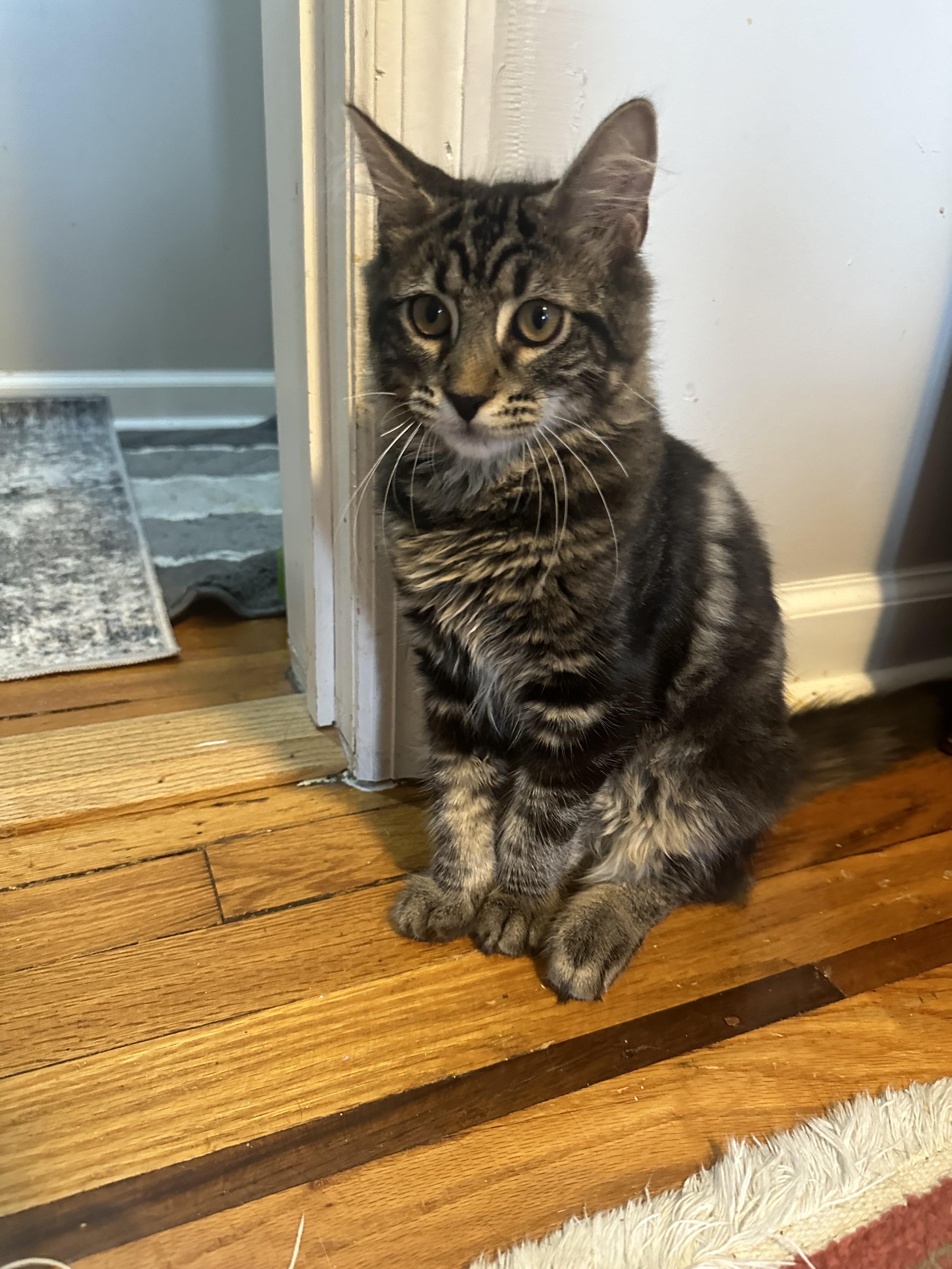 Enlarge Anfisa, a Adopted American Shorthair in Brooklyn, NY image 2/5