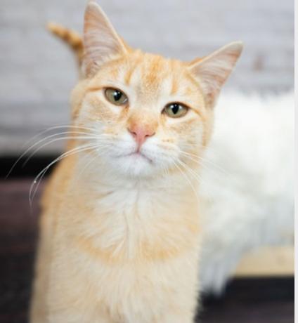 Timon, adopted, Young Male Tabby.