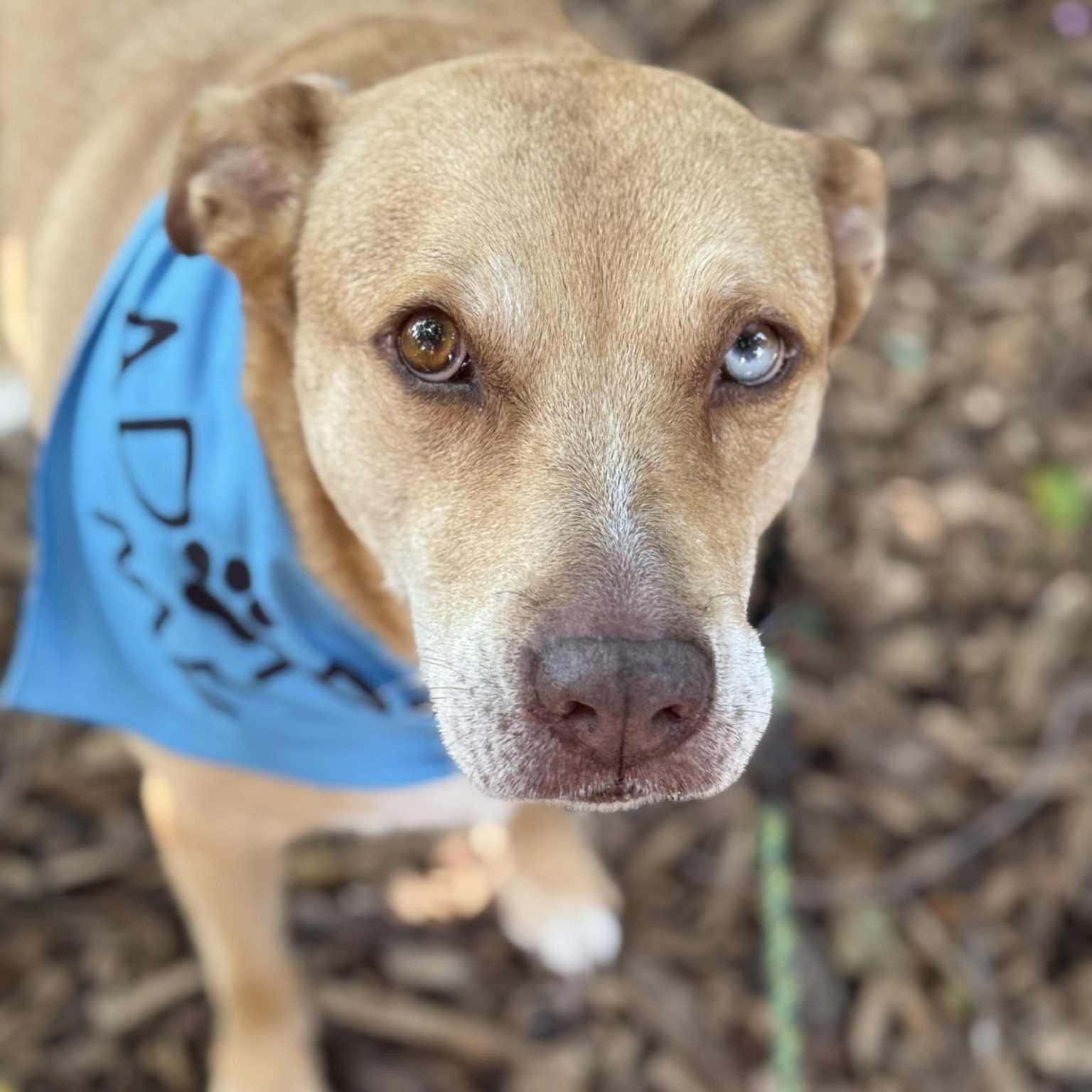 Allie, a Adoptable mixed breed in Cedar Rapids, IA image 3/6