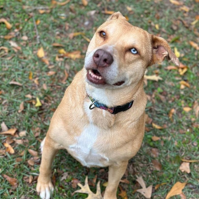 Allie, an adoptable Yellow Labrador Retriever, Boxer in Cedar Rapids, IA, 52402 | Photo Image 6
