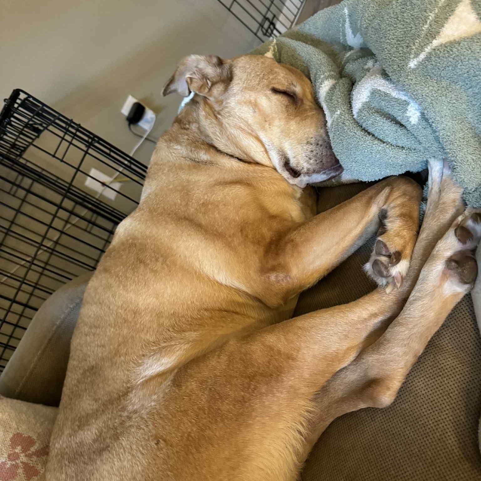 Allie, an adoptable Yellow Labrador Retriever, Boxer in Cedar Rapids, IA, 52402 | Photo Image 2