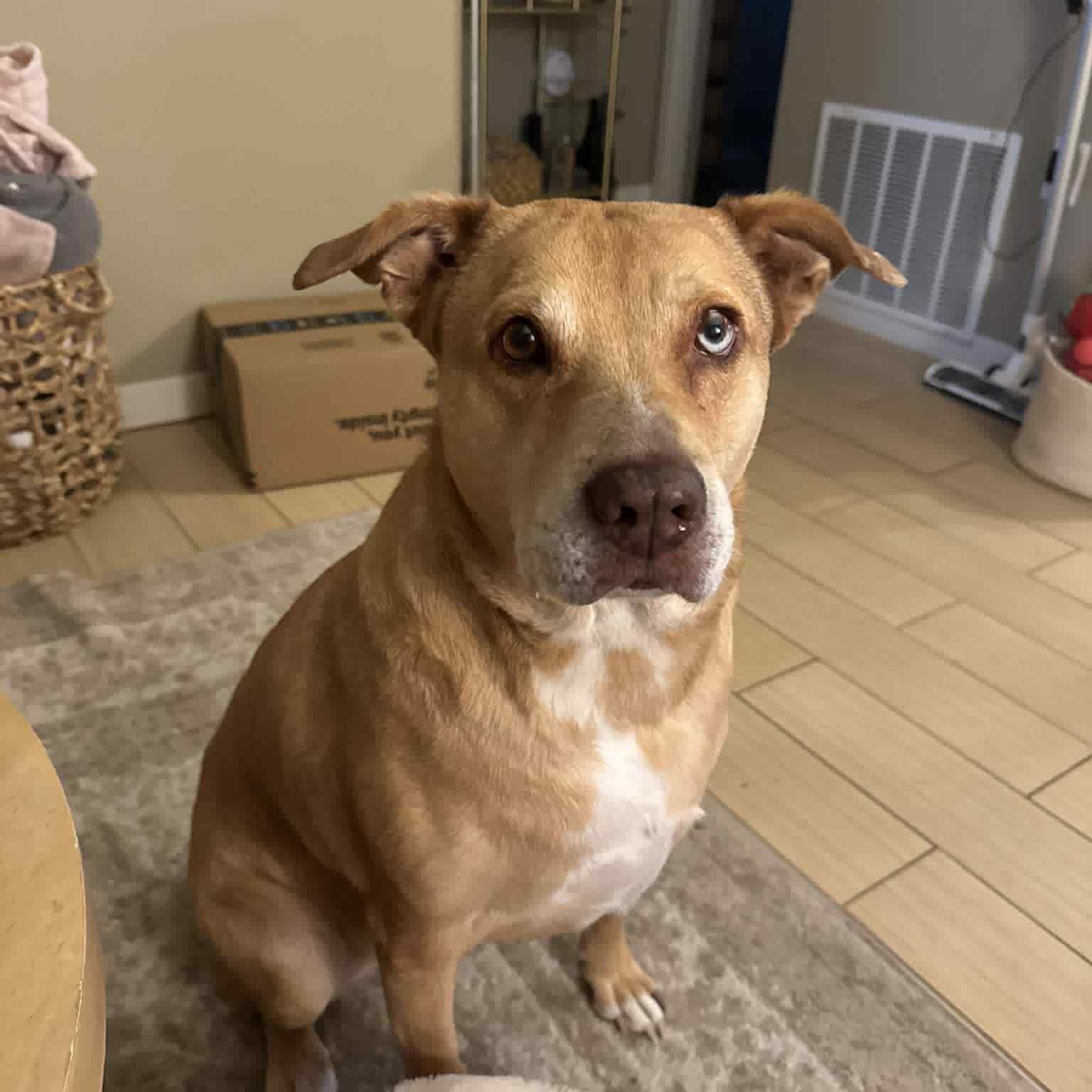 Allie, an adoptable Yellow Labrador Retriever, Boxer in Cedar Rapids, IA, 52402 | Photo Image 4
