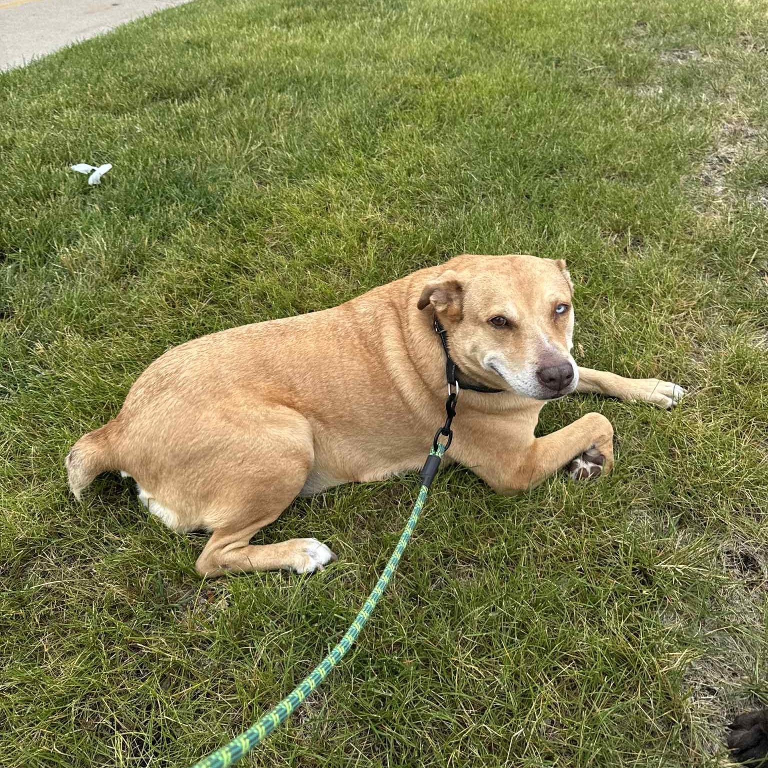 Allie, an adoptable Yellow Labrador Retriever, Boxer in Cedar Rapids, IA, 52402 | Photo Image 3