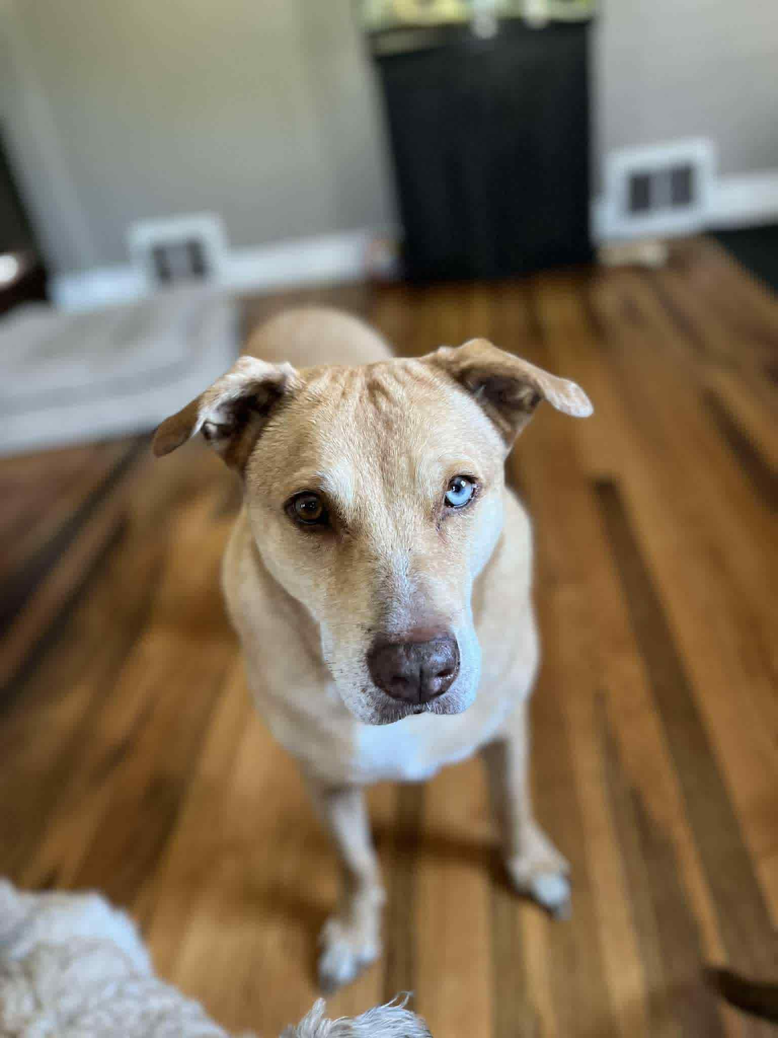 Allie, a Adoptable mixed breed in Cedar Rapids, IA image 6/6