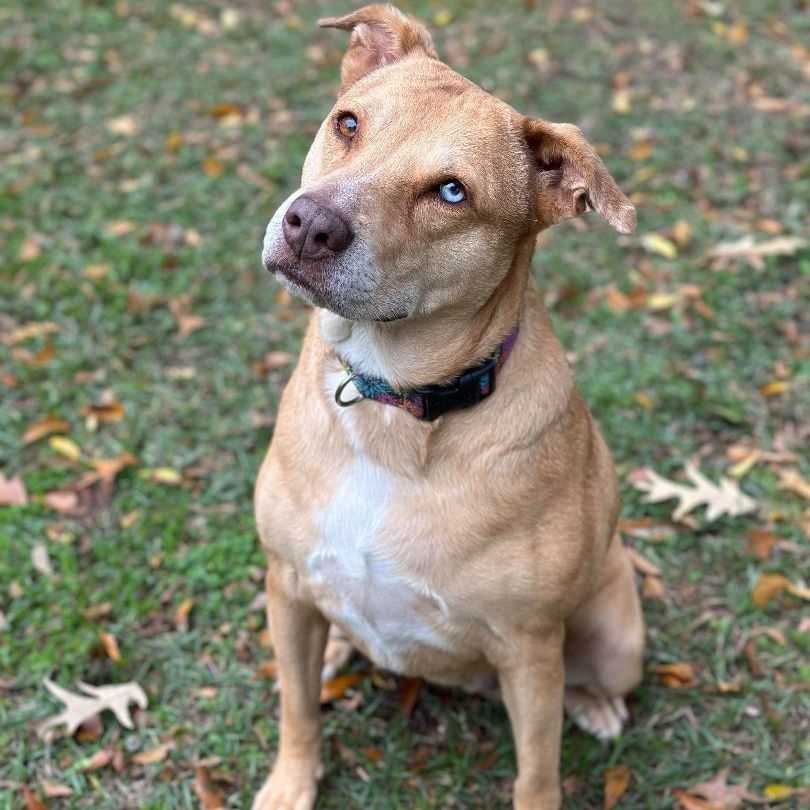 Allie, an adoptable Yellow Labrador Retriever, Boxer in Cedar Rapids, IA, 52402 | Photo Image 1