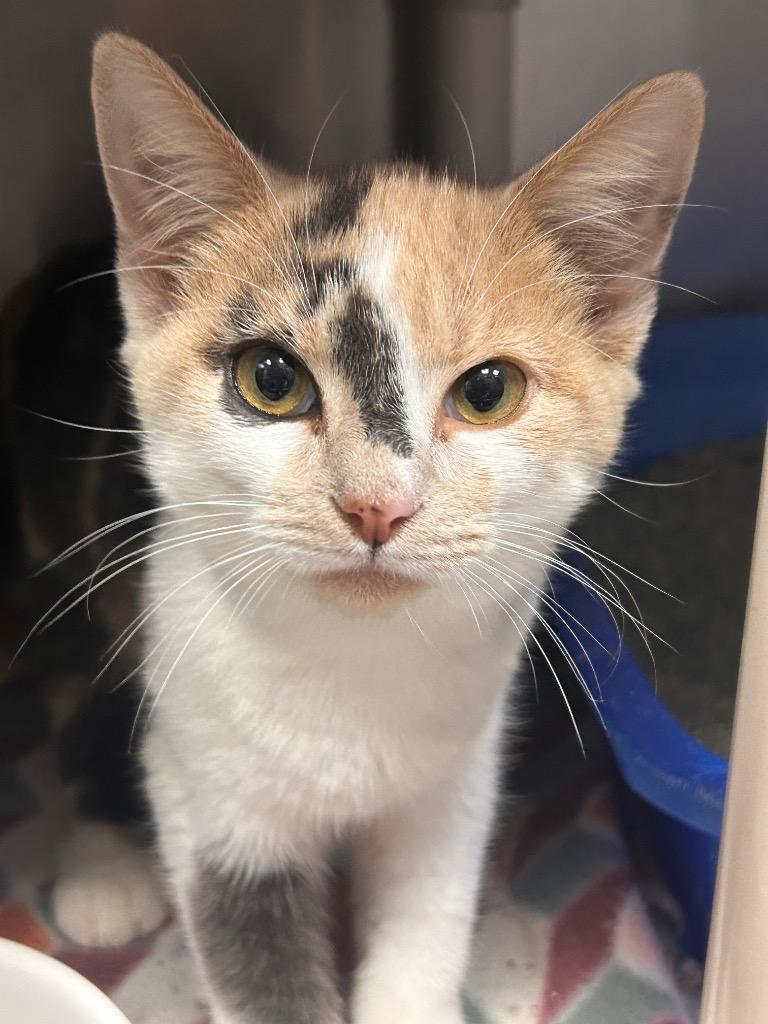 Enlarge Coco, a Adopted Calico in New Manchester, WV image 1/1