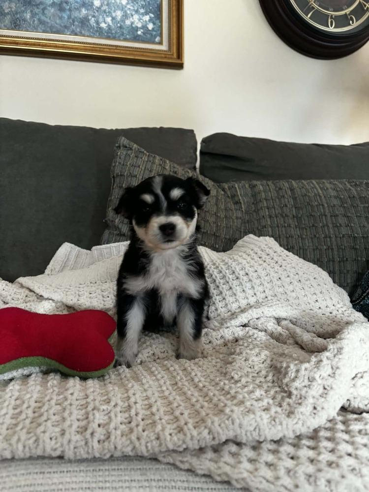MONDAY, Adoptable, Puppy Female Australian Shepherd.