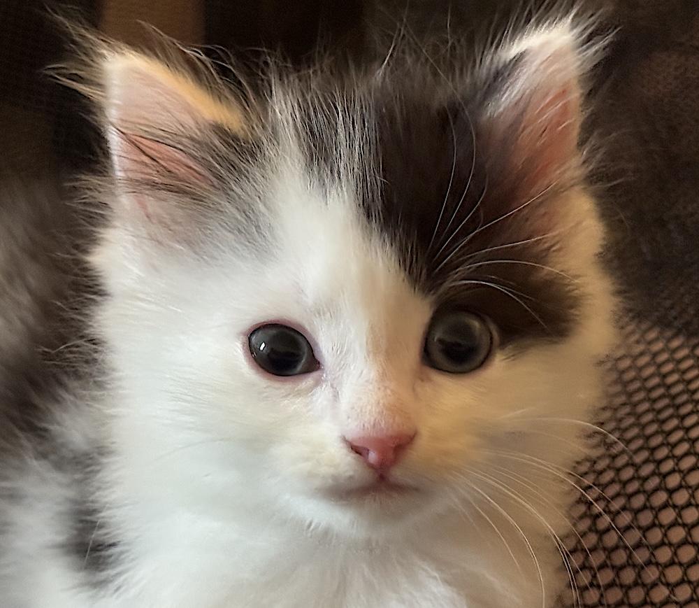Petey