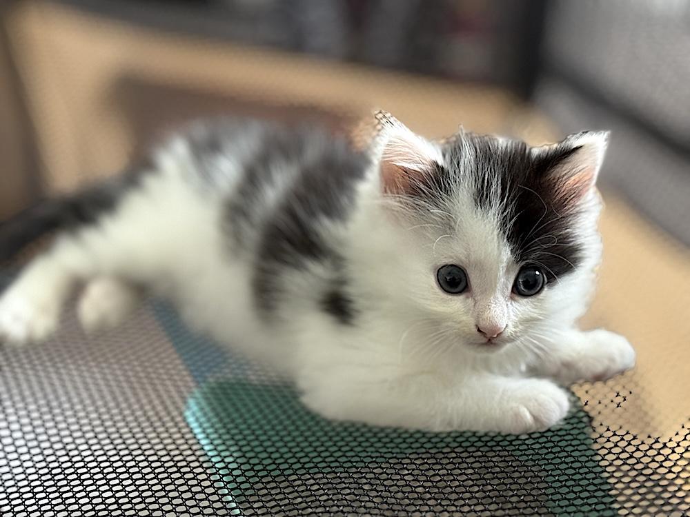Petey