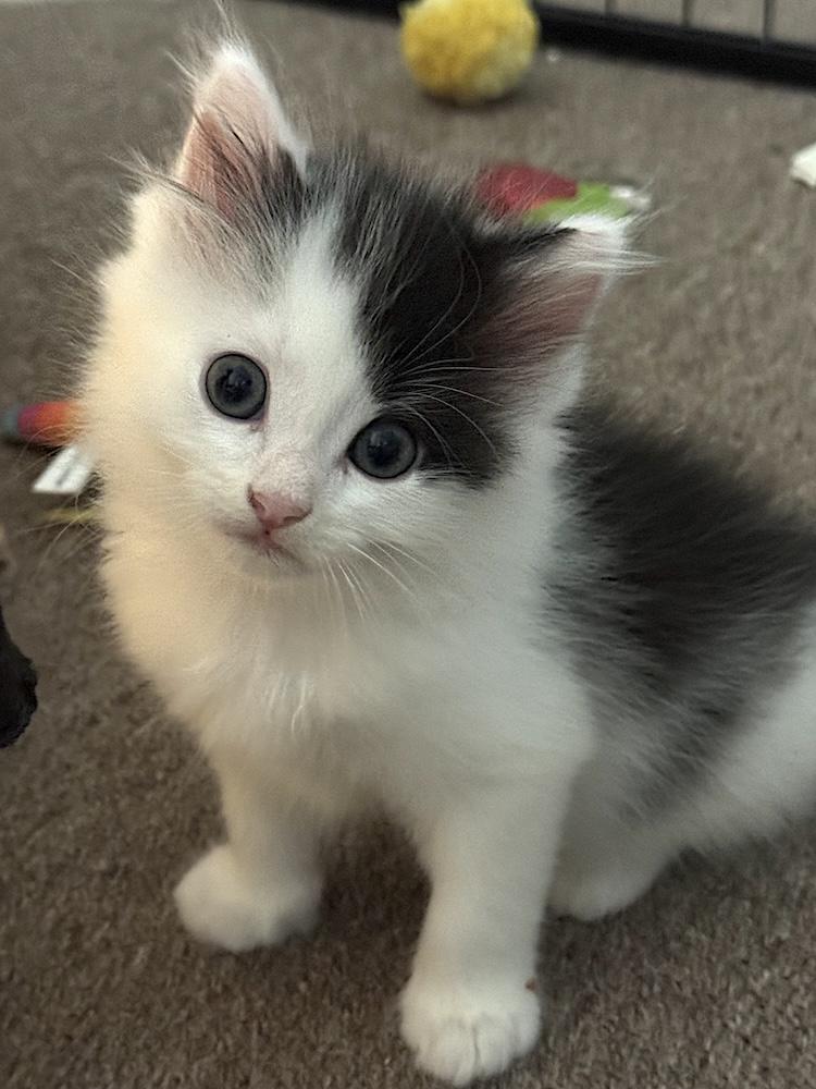 Petey