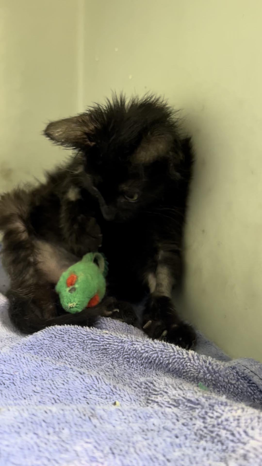 Reno, a Adoptable Domestic Short Hair in Gaithersburg, MD image 3/3