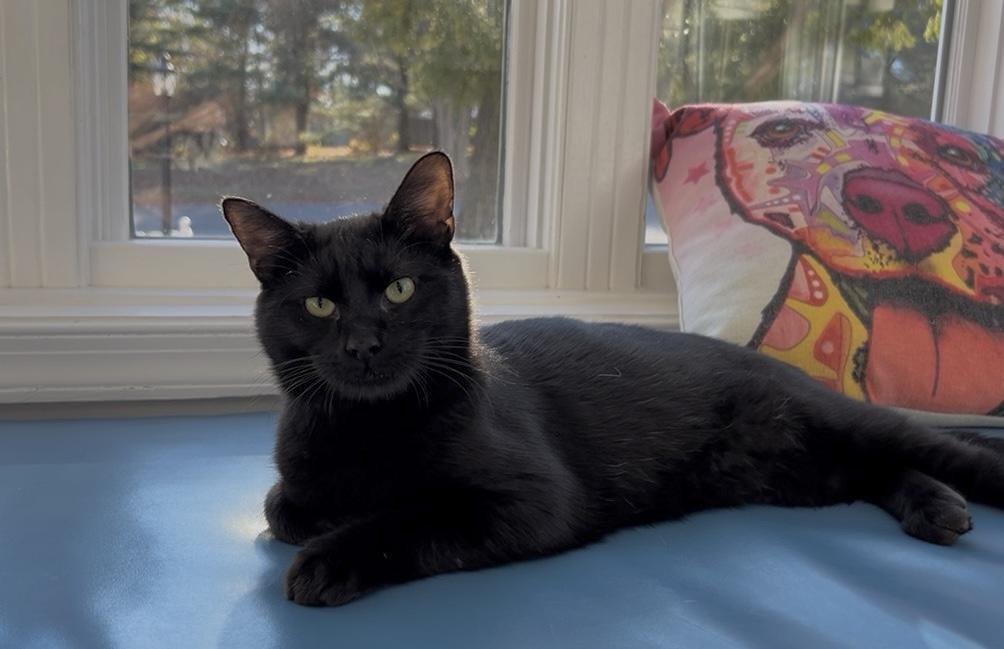 Reno, a Adoptable Domestic Short Hair in Gaithersburg, MD image 1/3