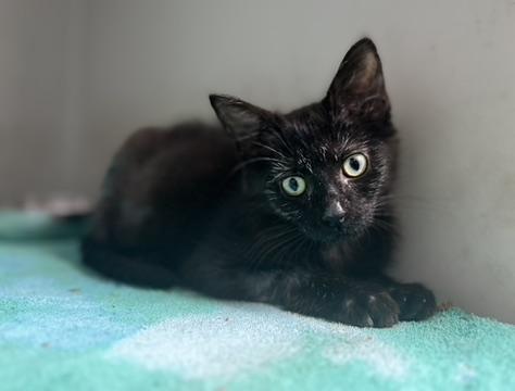 Reno, a Adoptable Domestic Short Hair in Gaithersburg, MD image 2/3