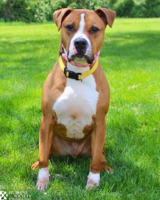 TANKIAN, Adoptable, Adult Male Pit Bull Terrier & Mixed Breed.