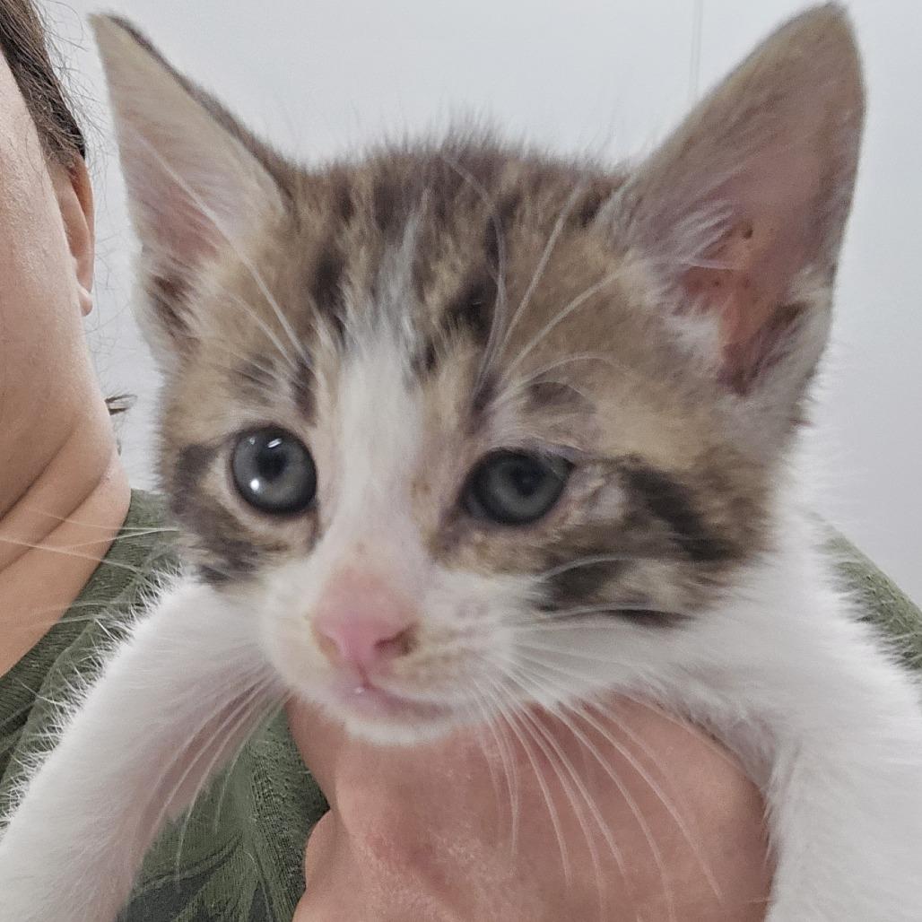 Harvest, Adoptable, Kitten Male Domestic Short Hair.