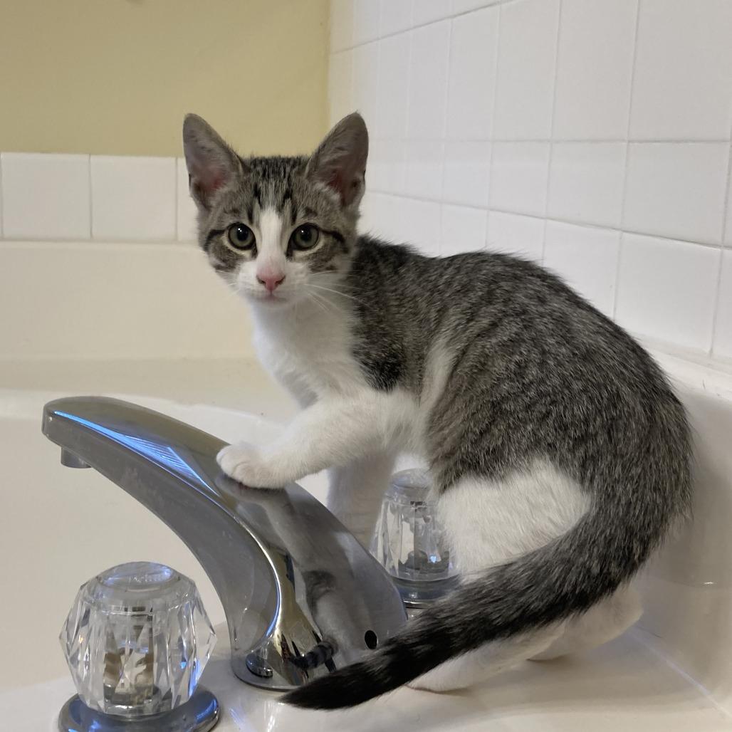 Enlarge Harvest, a Adoptable Domestic Short Hair in Winston Salem, NC image 2/3