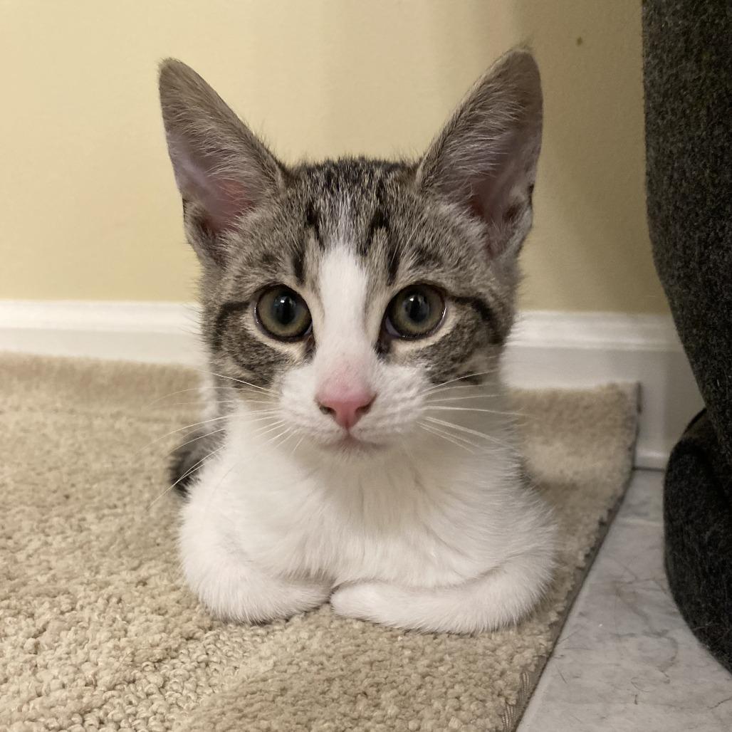 Enlarge Harvest, a Adoptable Domestic Short Hair in Winston Salem, NC image 3/3