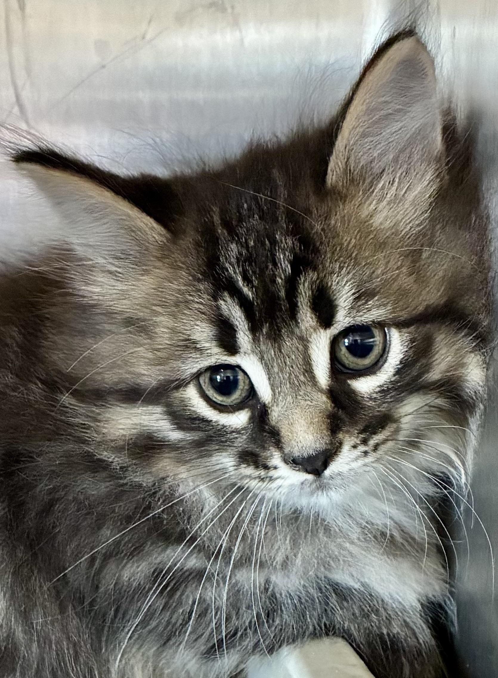 Poe, Adopted, Kitten Female Domestic Long Hair.