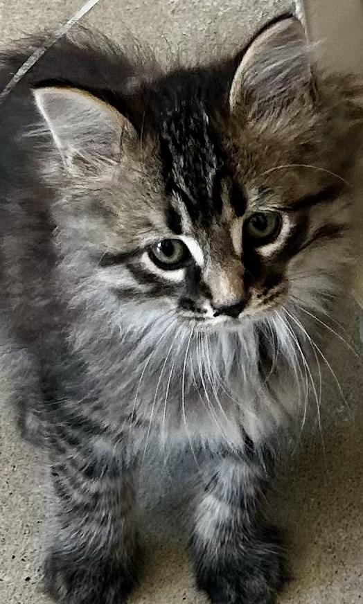 Enlarge Poe, a Adopted mixed breed in Sandusky, MI image 5/5