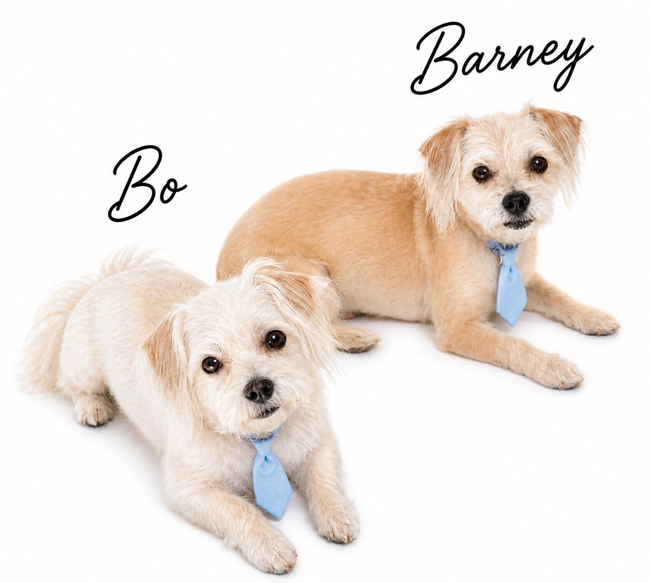 Enlarge Barney, an adopted mixed breed in SYLVANIA, GA image 1/1