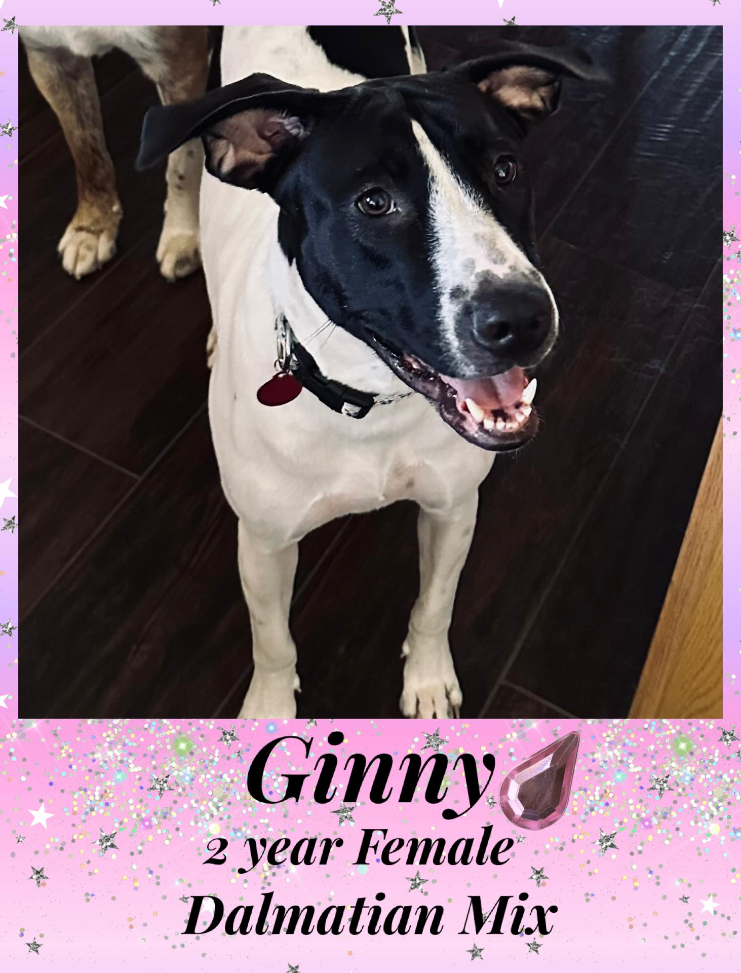GINNY – 2 YEAR DALMATIAN MIX FEMALE@PETCO, 5011 E. RAY ROAD, PHX 85044 ON SATURDAY, DEC. 20th,  11-2, Adoptable, Adult Female Dalmatian.