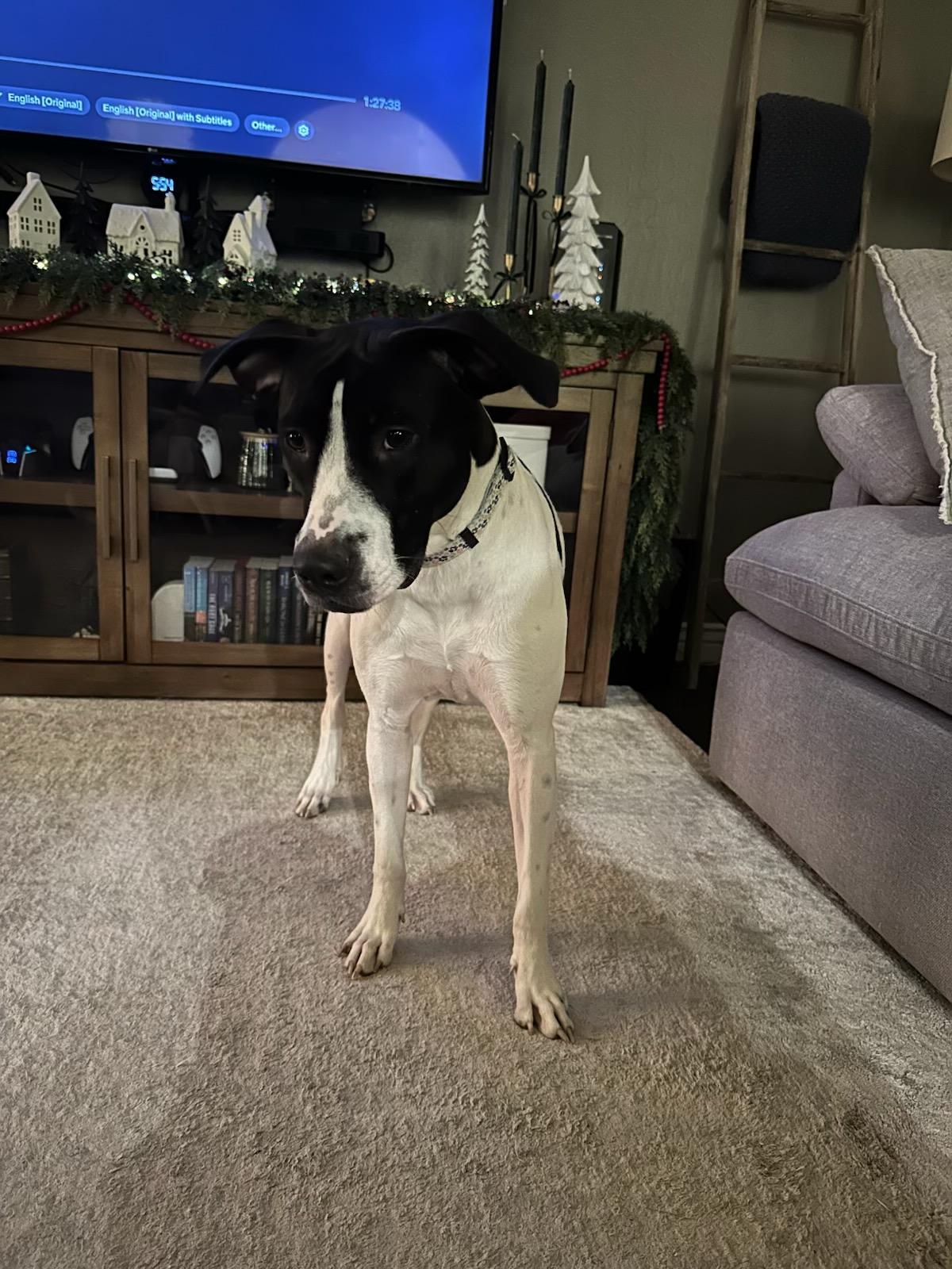 Enlarge GINNY – 2 YEAR DALMATIAN MIX FEMALE@PETCO, 5011 E. RAY ROAD, PHX 85044 ON SATURDAY, DEC. 20th,  11-2, a Adoptable mixed breed in Mesa, AZ image 4/4