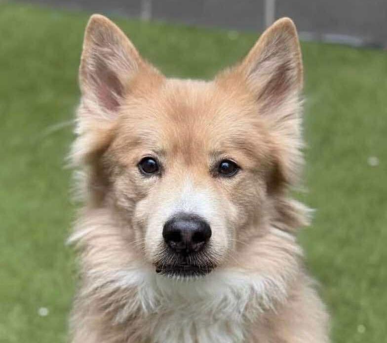 Walter Becker - Adopted | Petfinder